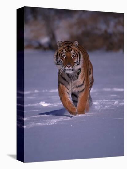 Siberian Tiger Running in the Snow-Lynn M^ Stone-Stretched Canvas