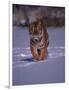 Siberian Tiger Running in the Snow-Lynn M^ Stone-Framed Photographic Print