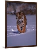 Siberian Tiger Running in the Snow-Lynn M^ Stone-Framed Photographic Print