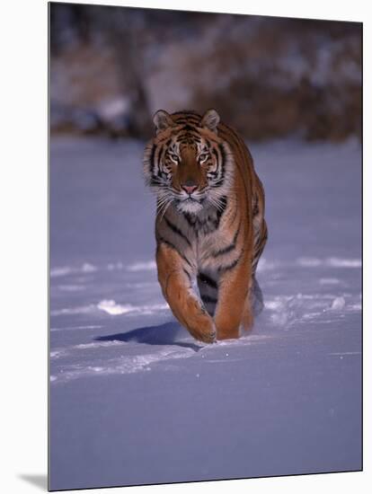 Siberian Tiger Running in the Snow-Lynn M^ Stone-Mounted Photographic Print