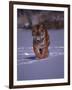 Siberian Tiger Running in the Snow-Lynn M^ Stone-Framed Photographic Print