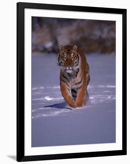 Siberian Tiger Running in the Snow-Lynn M^ Stone-Framed Photographic Print