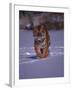 Siberian Tiger Running in the Snow-Lynn M^ Stone-Framed Photographic Print