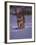 Siberian Tiger Running in the Snow-Lynn M^ Stone-Framed Photographic Print