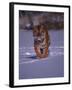 Siberian Tiger Running in the Snow-Lynn M^ Stone-Framed Photographic Print