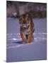 Siberian Tiger Running in the Snow-Lynn M^ Stone-Mounted Photographic Print