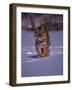 Siberian Tiger Running in the Snow-Lynn M^ Stone-Framed Photographic Print