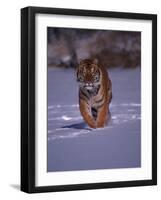 Siberian Tiger Running in the Snow-Lynn M^ Stone-Framed Photographic Print