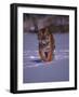 Siberian Tiger Running in the Snow-Lynn M^ Stone-Framed Photographic Print