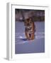 Siberian Tiger Running in the Snow-Lynn M^ Stone-Framed Photographic Print