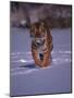 Siberian Tiger Running in the Snow-Lynn M^ Stone-Mounted Photographic Print