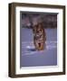 Siberian Tiger Running in the Snow-Lynn M^ Stone-Framed Photographic Print