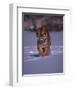 Siberian Tiger Running in the Snow-Lynn M^ Stone-Framed Photographic Print