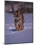 Siberian Tiger Running in the Snow-Lynn M^ Stone-Mounted Photographic Print
