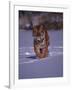 Siberian Tiger Running in the Snow-Lynn M^ Stone-Framed Photographic Print