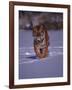 Siberian Tiger Running in the Snow-Lynn M^ Stone-Framed Photographic Print