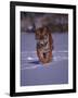 Siberian Tiger Running in the Snow-Lynn M^ Stone-Framed Photographic Print