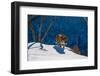 Siberian tiger walking on snowy slope, Russia-Sergey Gorshkov-Framed Premium Photographic Print