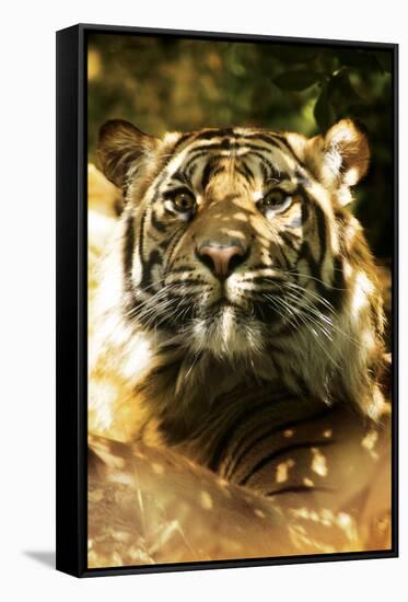 Siberian Tiger-Victor Habbick-Framed Stretched Canvas