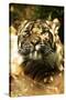 Siberian Tiger-Victor Habbick-Stretched Canvas