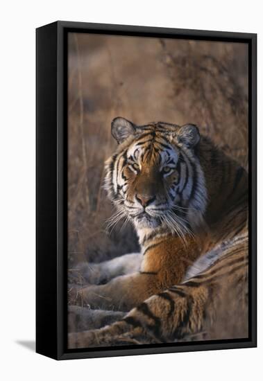 Siberian Tiger-DLILLC-Framed Stretched Canvas