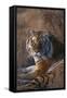 Siberian Tiger-DLILLC-Framed Stretched Canvas