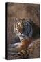 Siberian Tiger-DLILLC-Stretched Canvas