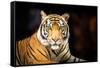 Siberian Tiger-fotoslaz-Framed Stretched Canvas