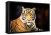 Siberian Tiger-fotoslaz-Framed Stretched Canvas