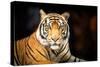 Siberian Tiger-fotoslaz-Stretched Canvas