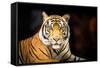 Siberian Tiger-fotoslaz-Framed Stretched Canvas