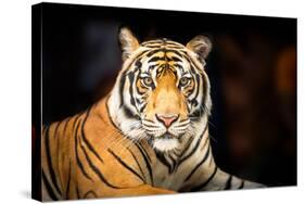 Siberian Tiger-fotoslaz-Stretched Canvas