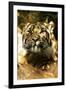 Siberian Tiger-Victor Habbick-Framed Photographic Print