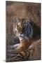 Siberian Tiger-DLILLC-Mounted Photographic Print