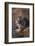 Siberian Tiger-DLILLC-Framed Photographic Print