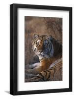 Siberian Tiger-DLILLC-Framed Photographic Print