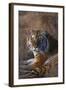 Siberian Tiger-DLILLC-Framed Photographic Print