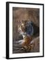 Siberian Tiger-DLILLC-Framed Photographic Print