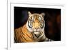 Siberian Tiger-fotoslaz-Framed Photographic Print