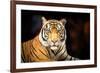 Siberian Tiger-fotoslaz-Framed Photographic Print