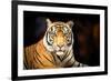 Siberian Tiger-fotoslaz-Framed Photographic Print