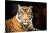 Siberian Tiger-fotoslaz-Mounted Photographic Print