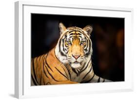 Siberian Tiger-fotoslaz-Framed Photographic Print