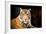 Siberian Tiger-fotoslaz-Framed Photographic Print