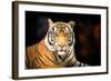 Siberian Tiger-fotoslaz-Framed Photographic Print