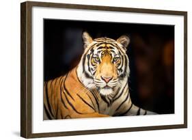 Siberian Tiger-fotoslaz-Framed Photographic Print