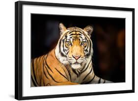 Siberian Tiger-fotoslaz-Framed Photographic Print