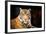 Siberian Tiger-fotoslaz-Framed Photographic Print