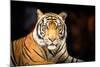 Siberian Tiger-fotoslaz-Mounted Photographic Print