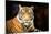 Siberian Tiger-fotoslaz-Mounted Photographic Print